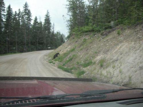 another_bear_around_the_corner