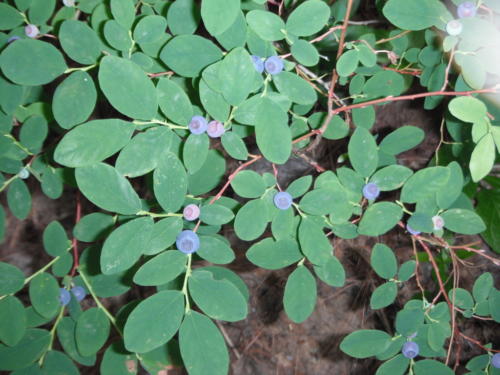 blue-ming_huckleberries