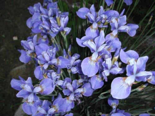 japanese_iris_in_the_garden