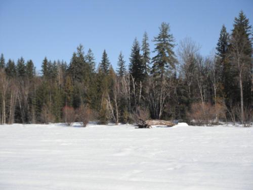 log_by_carp_pond